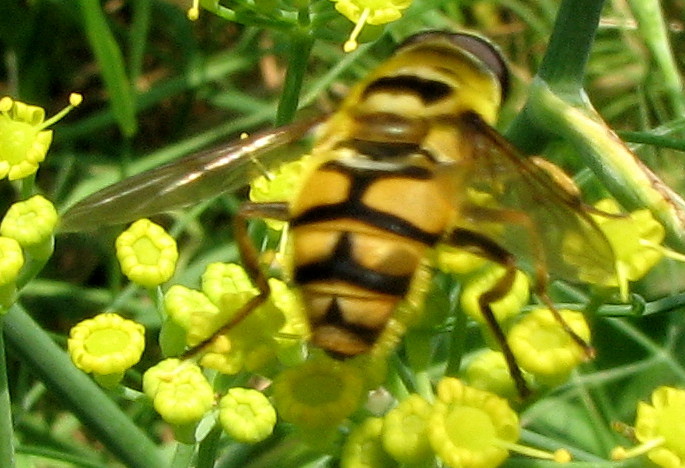 Syrphidae